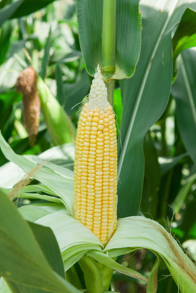 Kukurydza SILICIANA FAO 140 Typ ziarna: F/SD